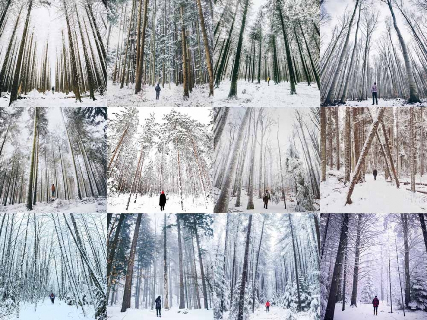 https://www.emmasheffer.com:443/files/gimgs/th-47_SNOW FOREST 1_v2.jpg